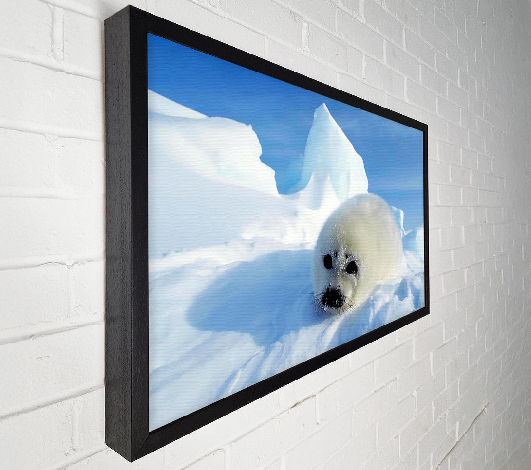  A Canvas Print of Seal Pup In The Snow Canvas Art