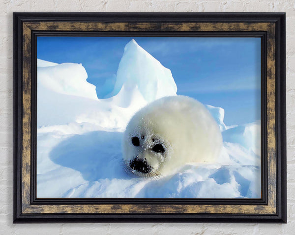 Seal Pup In The Snow Framed Print