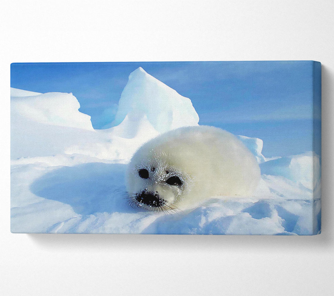  A Canvas Print of Seal Pup In The Snow Canvas Art
