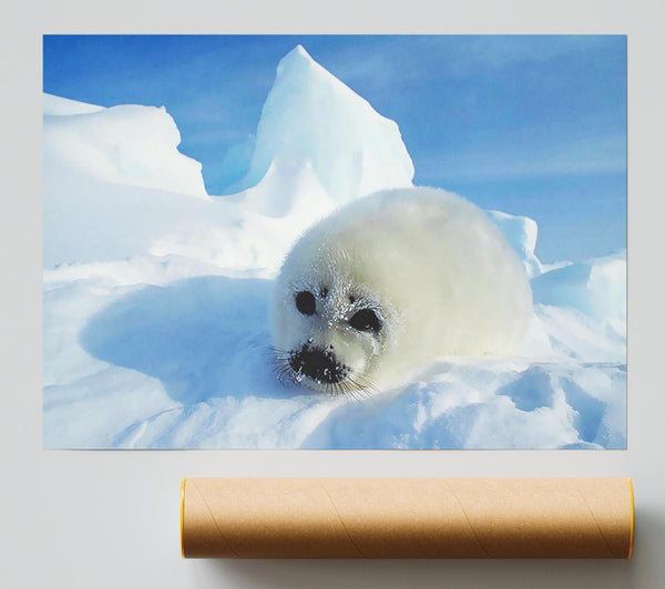 Seal Pup In The Snow Print