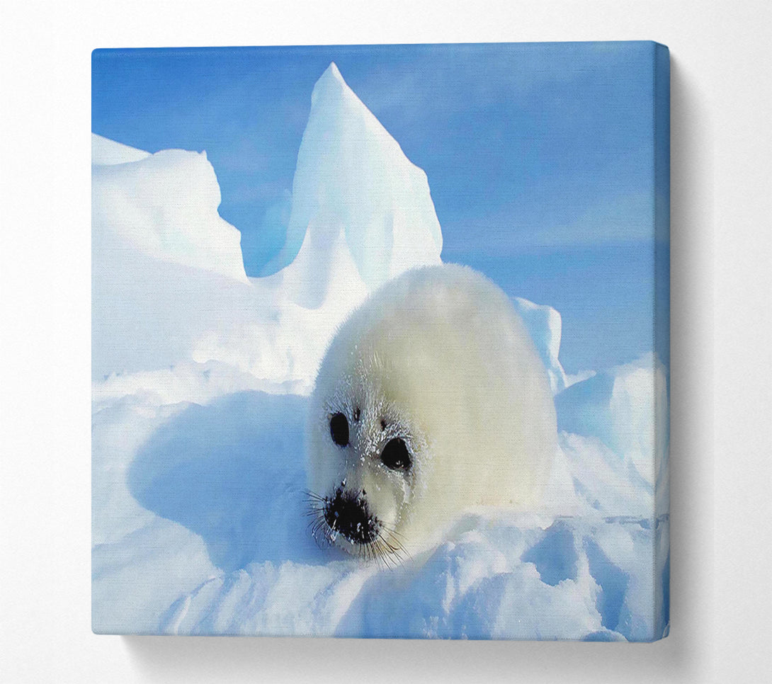  A Canvas Print of Seal Pup In The Snow Canvas Art