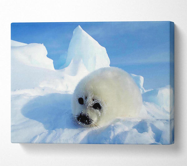  A Canvas Print of Seal Pup In The Snow Canvas Art