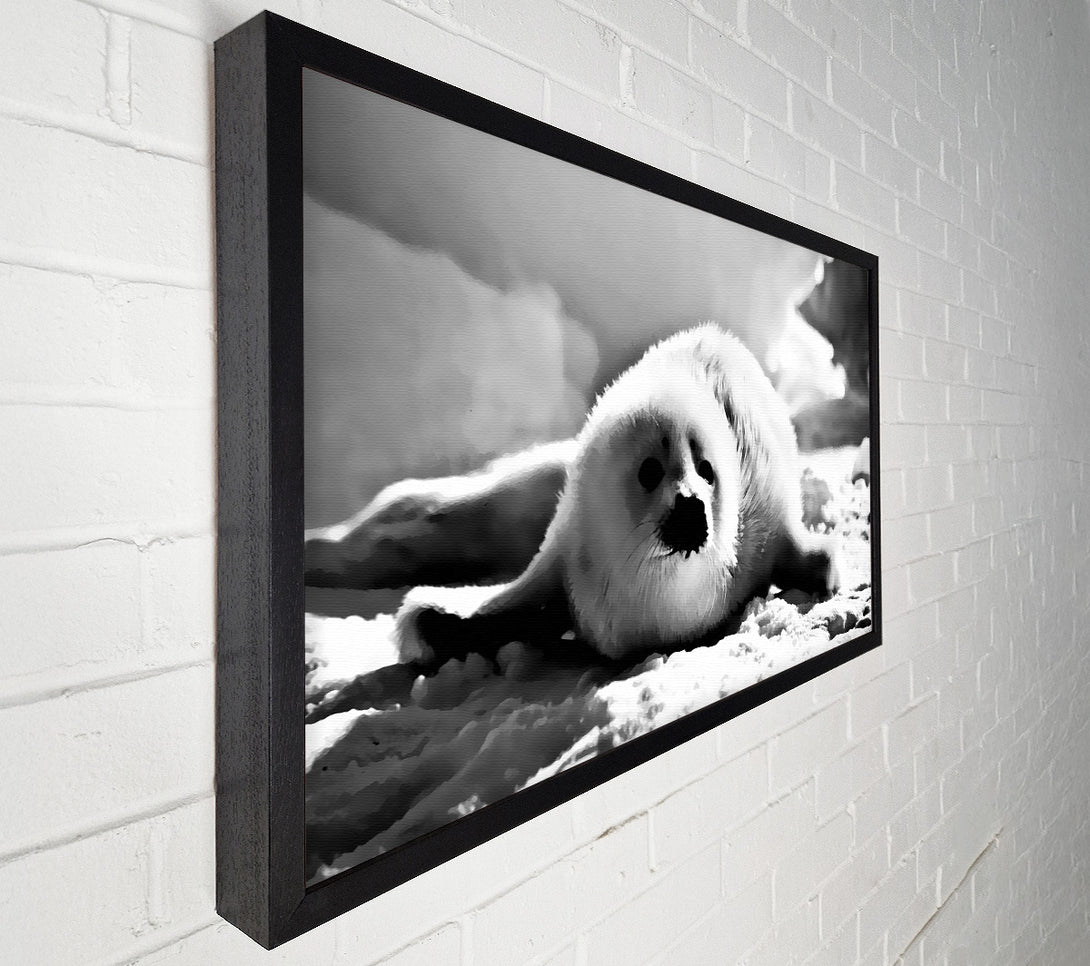  A Canvas Print of Seal Pup Canvas Print