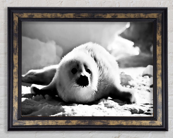 Seal Pup Framed Print