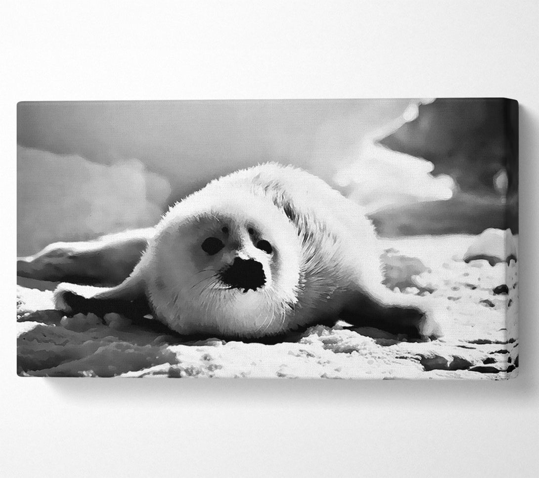  A Canvas Print of Seal Pup Canvas Print