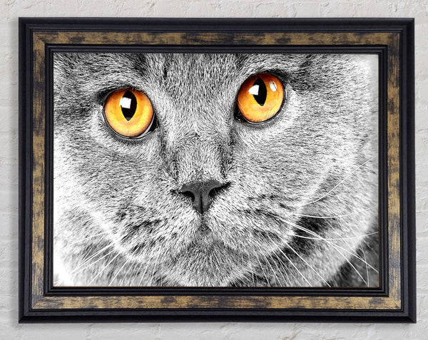 Serious Grey Cat