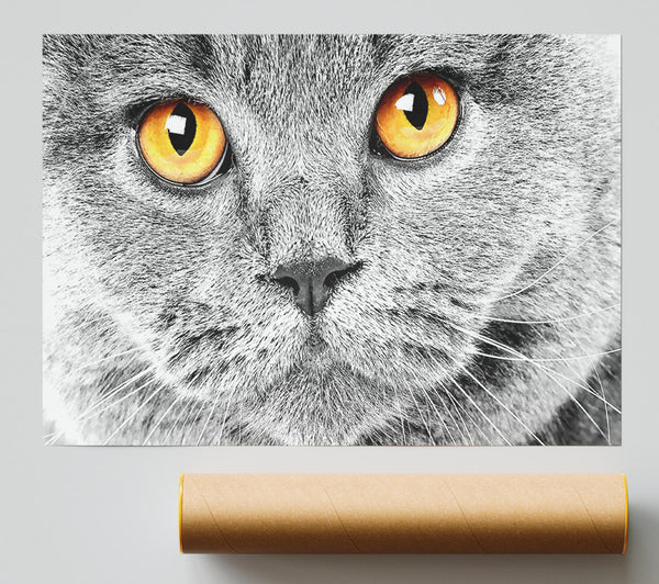 Serious Grey Cat Print