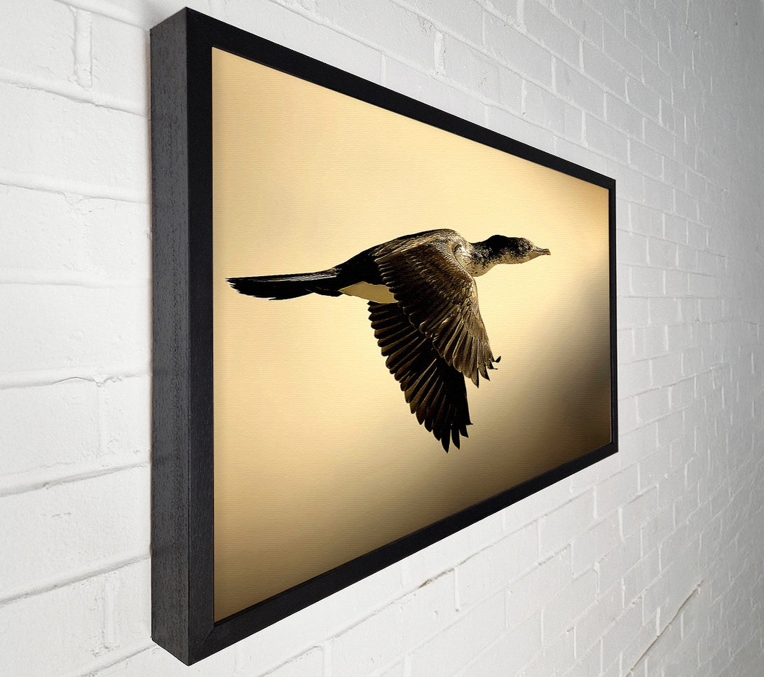  A Canvas Print of Shag Bird Canvas Art
