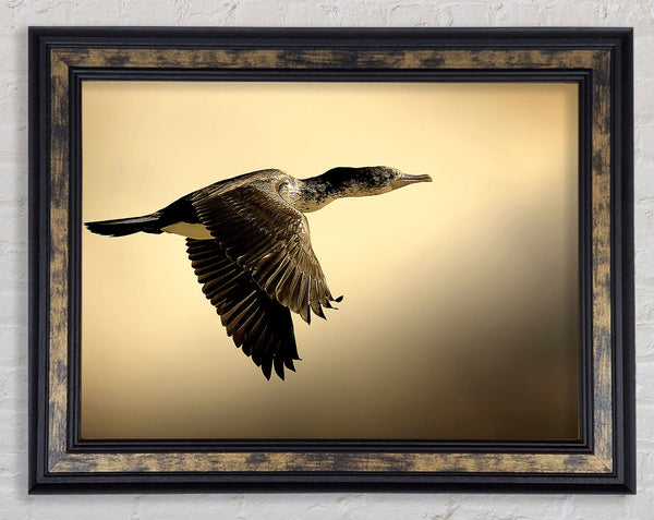 Shag Bird Framed Print