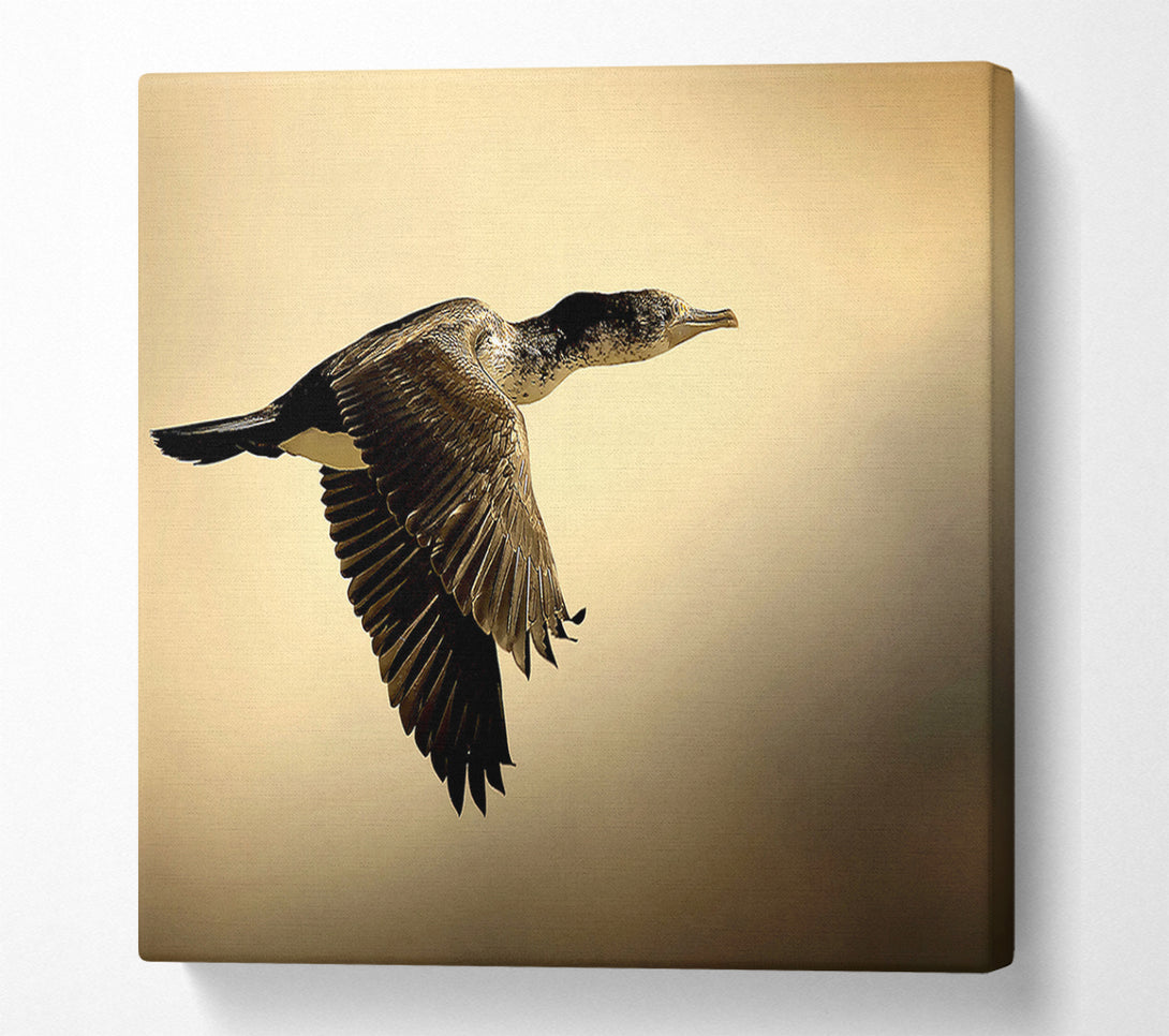  A Canvas Print of Shag Bird Canvas Art