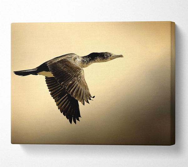  A Canvas Print of Shag Bird Canvas Art