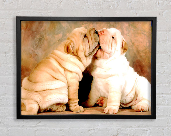 Shar Pei Welpen