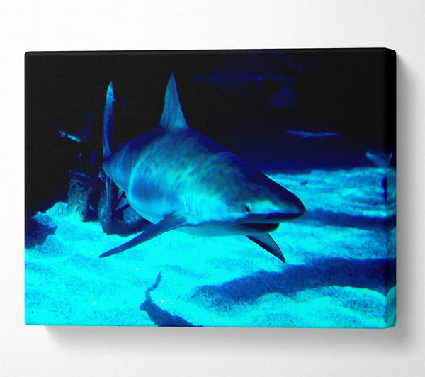  A Canvas Print of Shark Hunt Canvas Art