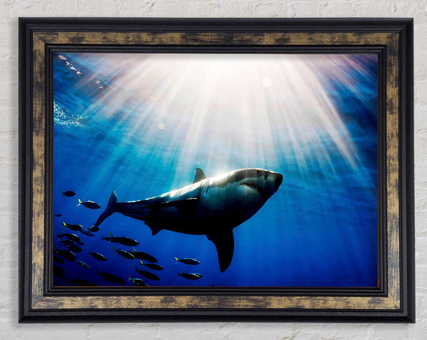 Shark In A Blaze Of Sunlight Framed Print