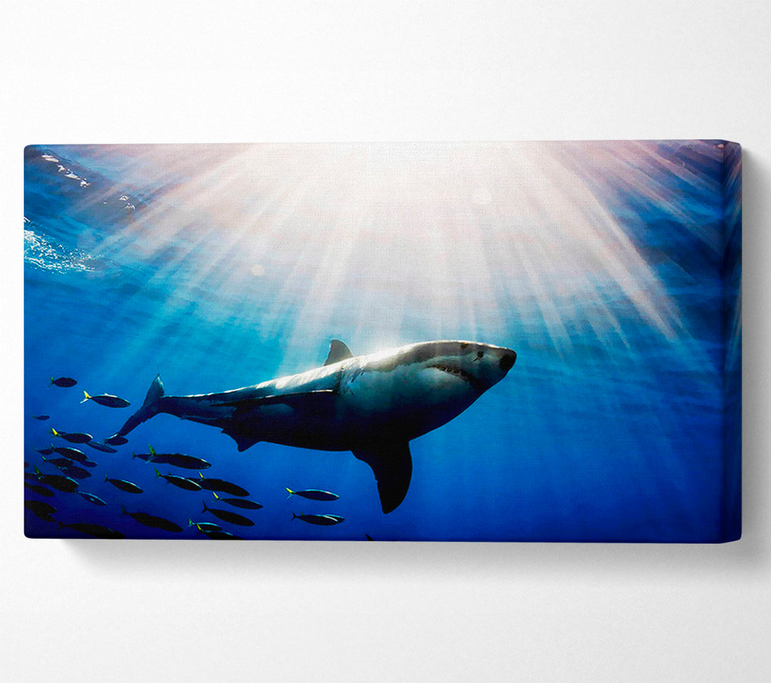  A Canvas Print of Shark In A Blaze Of Sunlight Canvas Art