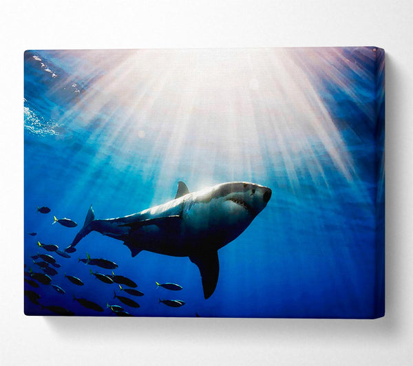  A Canvas Print of Shark In A Blaze Of Sunlight Canvas Art
