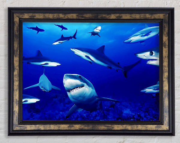 Sharks Ocean Framed Print