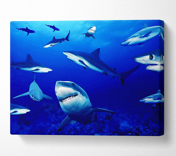  A Canvas Print of Sharks Ocean Canvas Print