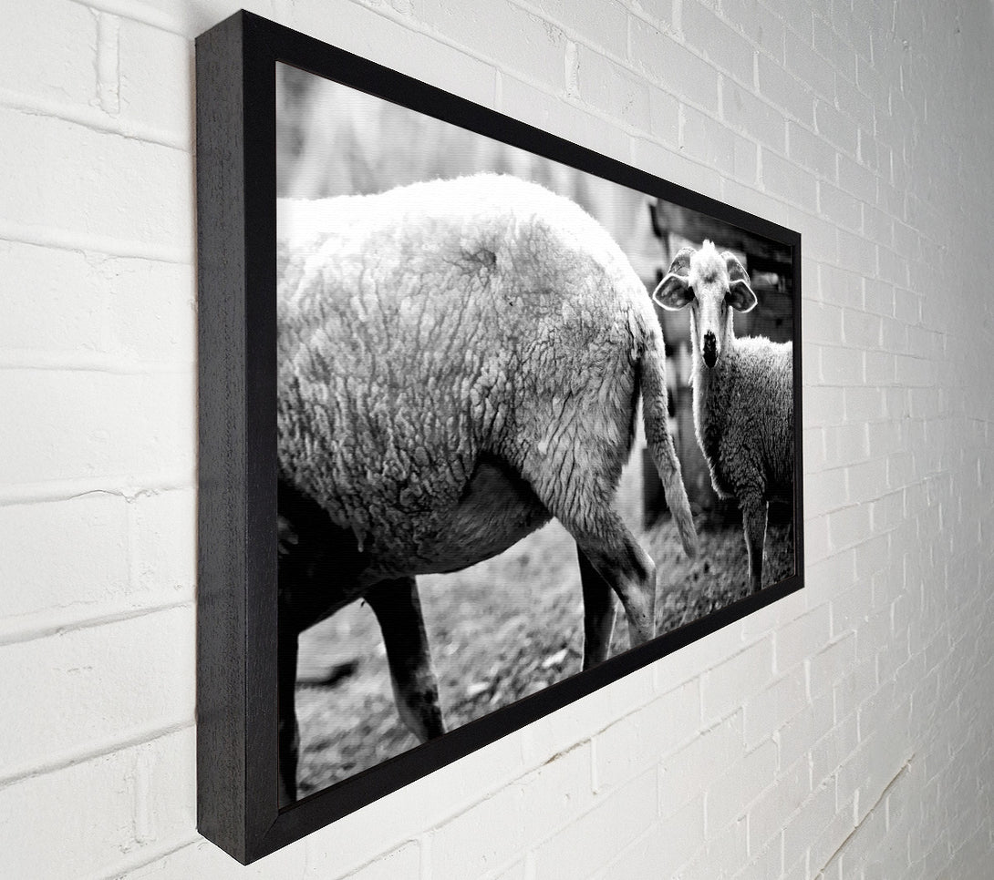  A Canvas Print of Sheep 2 Canvas Print