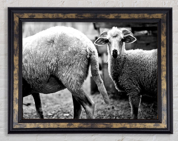 Sheep 2 Framed Print