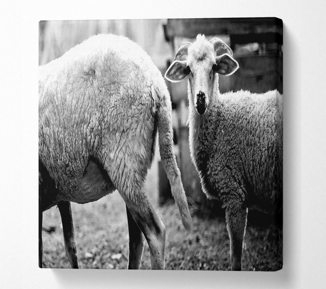  A Canvas Print of Sheep 2 Canvas Print