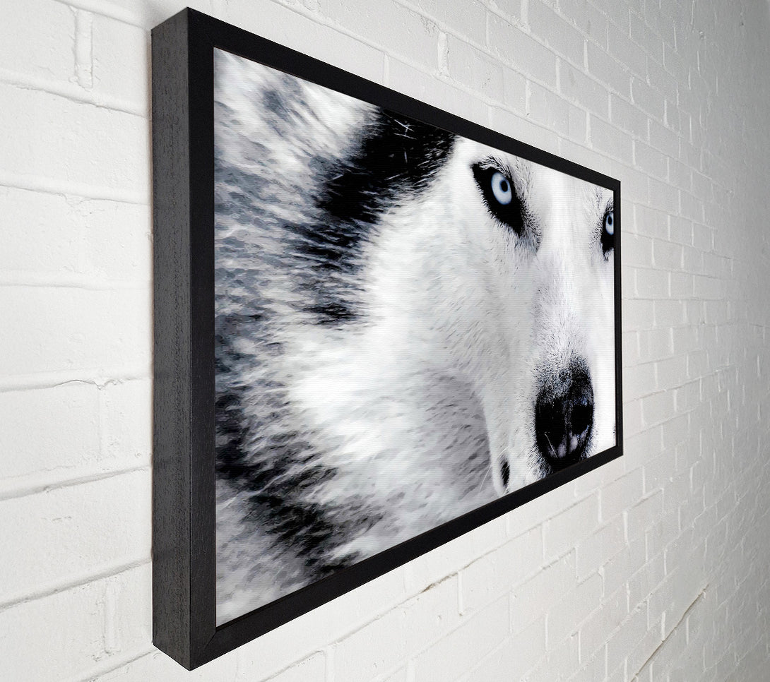  A Canvas Print of Siberian Husky Eyes Canvas Wall Art