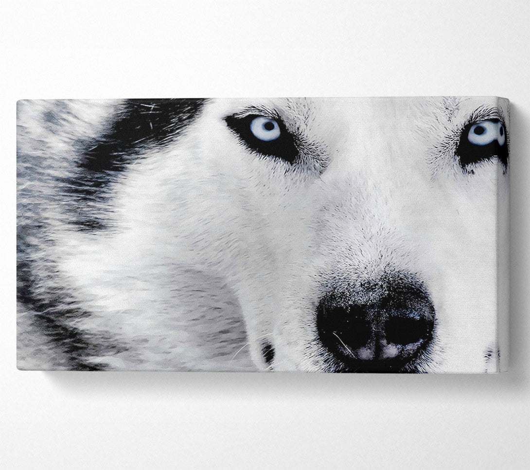  A Canvas Print of Siberian Husky Eyes Canvas Wall Art