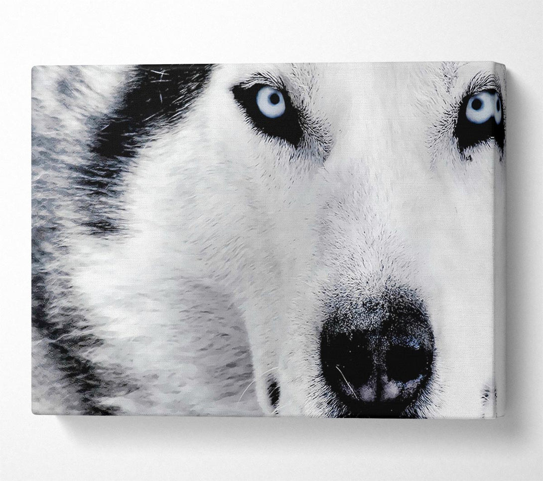  A Canvas Print of Siberian Husky Eyes Canvas Wall Art