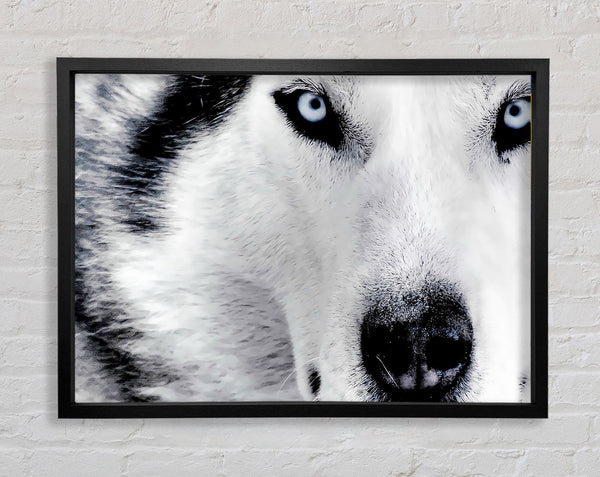 Augen eines Siberian Husky