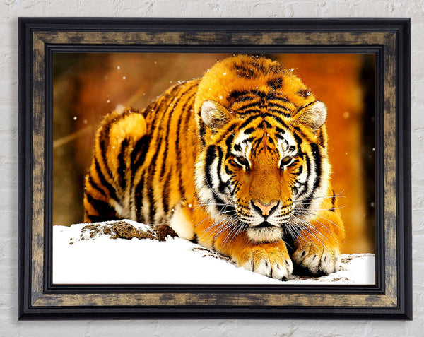 Siberian Snow Tiger Framed Print
