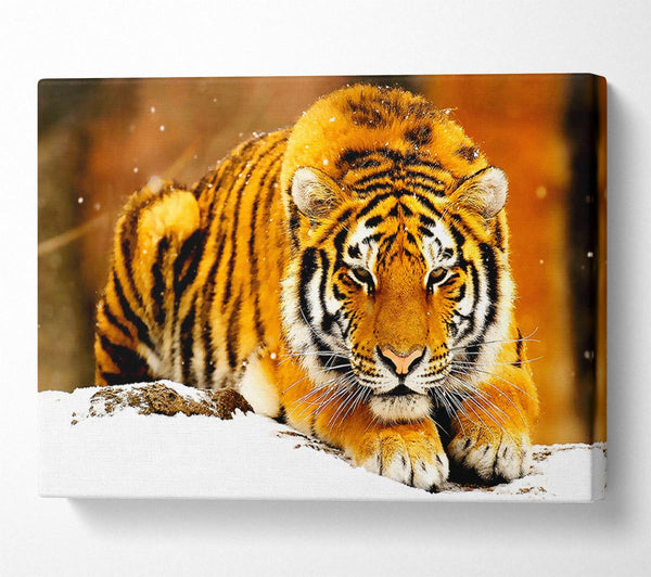  A Canvas Print of Siberian Snow Tiger Canvas Print