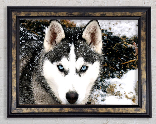 Siberian Husky Wolf Framed Print