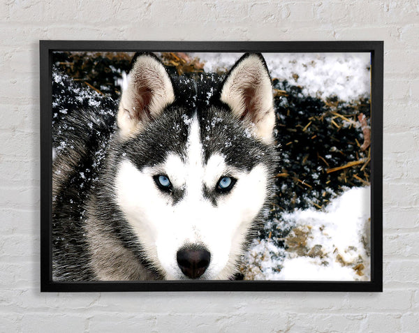Sibirischer Husky-Wolf