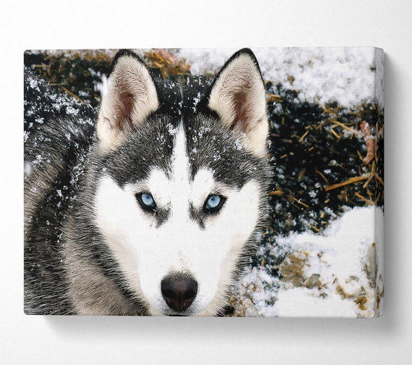  A Canvas Print of Siberian Husky Wolf Canvas Print