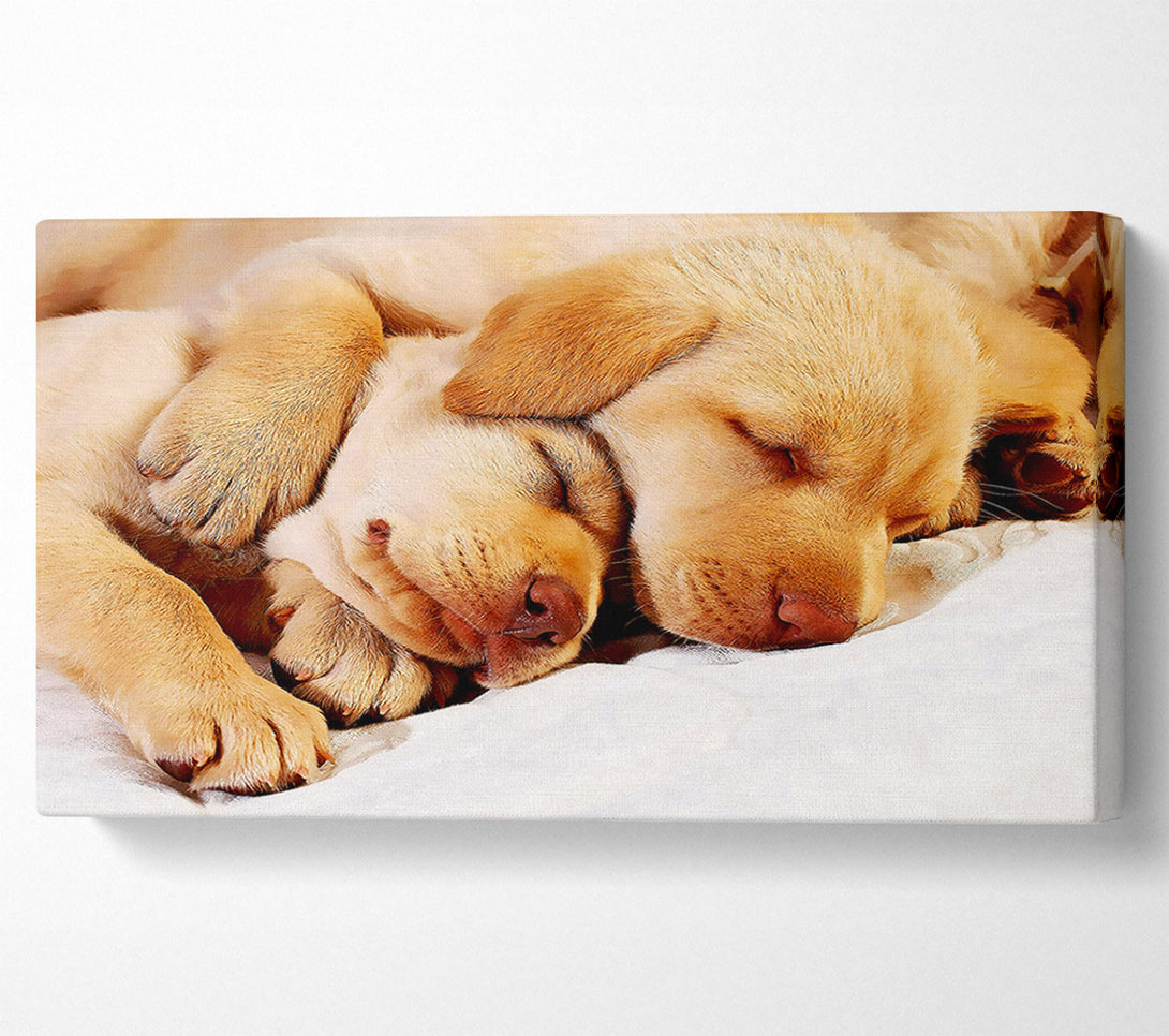 A Canvas Print of Sleeping Puppies Canvas Print