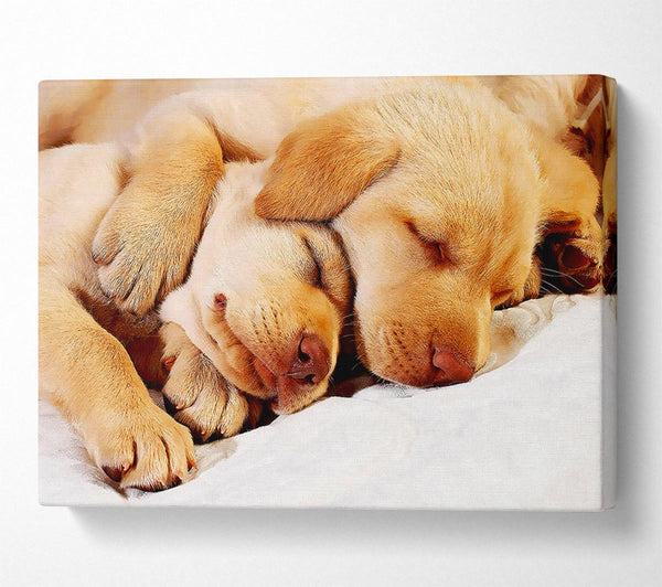  A Canvas Print of Sleeping Puppies Canvas Print
