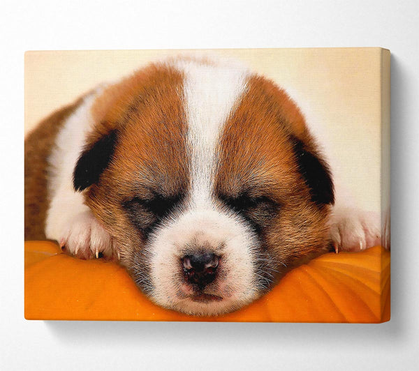  A Canvas Print of Sleeping Puppy Love Canvas Print