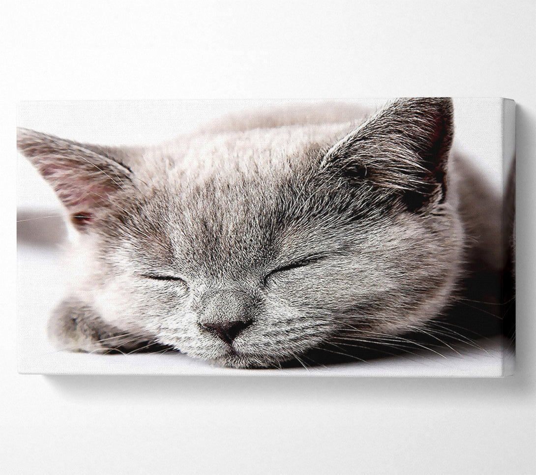  A Canvas Print of Sleepy Grey Kitten Canvas Print