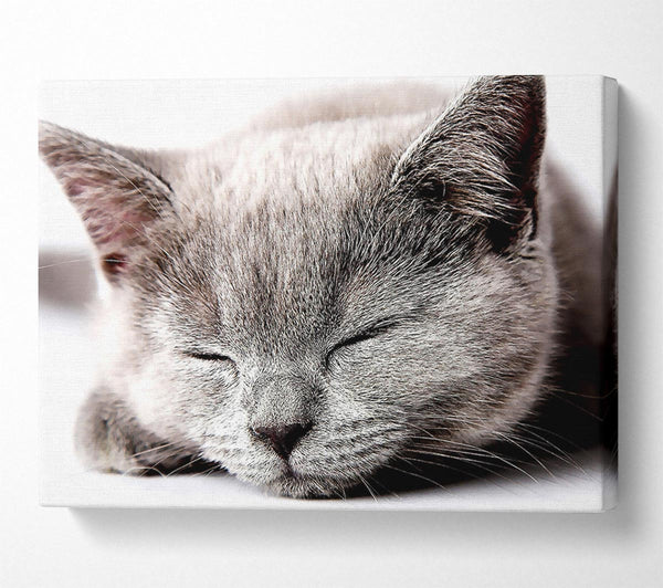 A Canvas Print of Sleepy Grey Kitten Canvas Print