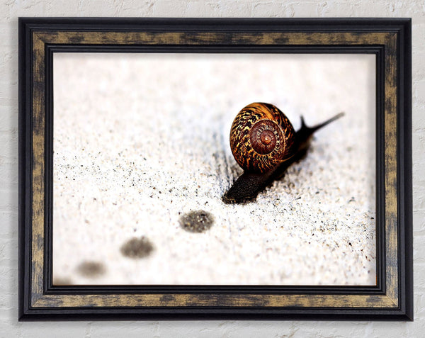 Snail Track Macro Framed Print