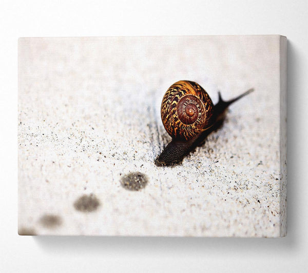  A Canvas Print of Snail Track Macro Canvas Wall Art