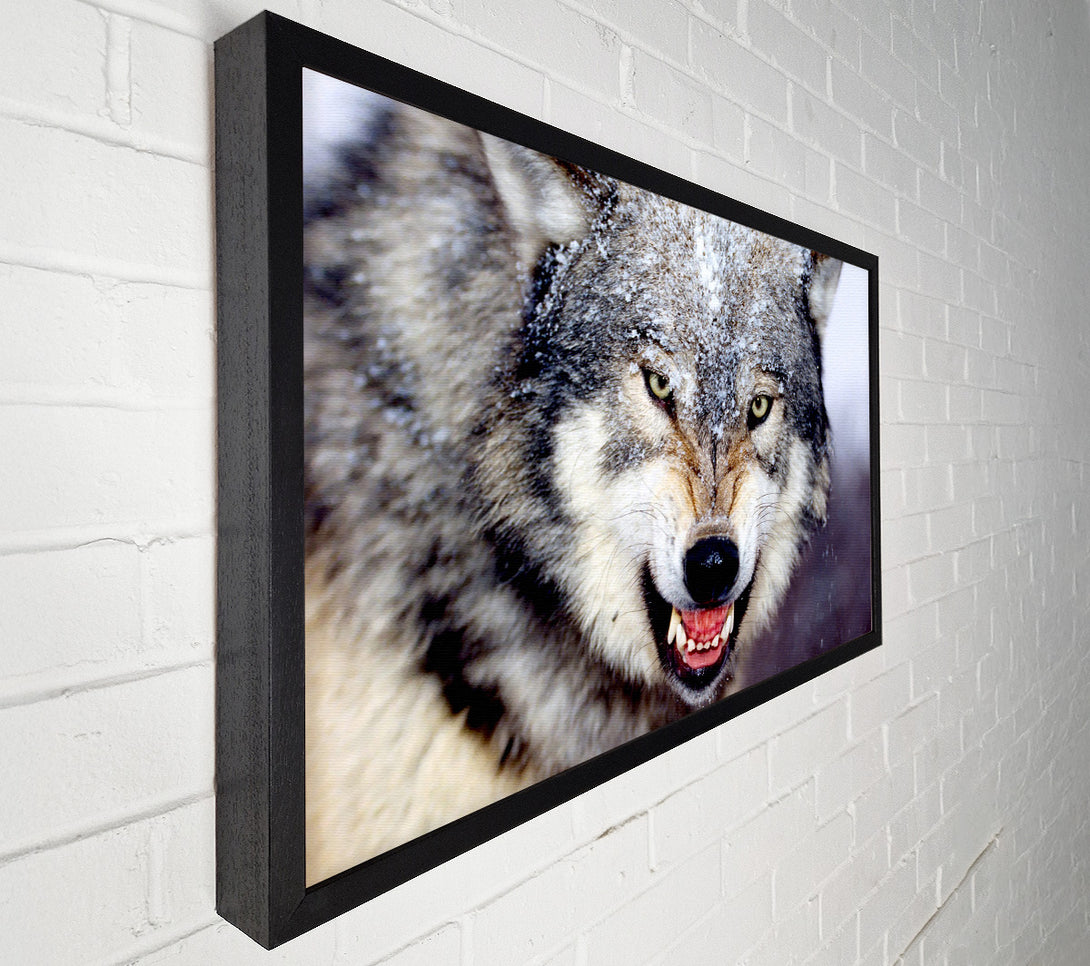  A Canvas Print of Snarling Gray Wolf Canvas Art