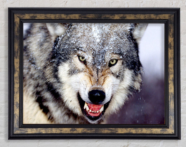 Snarling Gray Wolf Framed Print