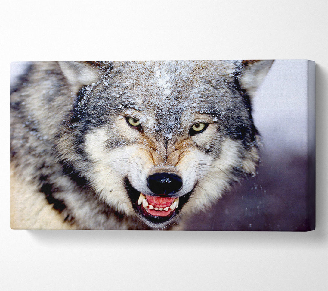  A Canvas Print of Snarling Gray Wolf Canvas Art