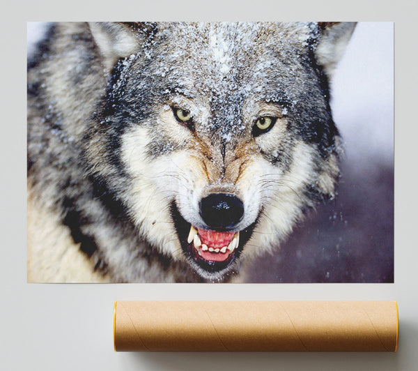 Snarling Gray Wolf Print
