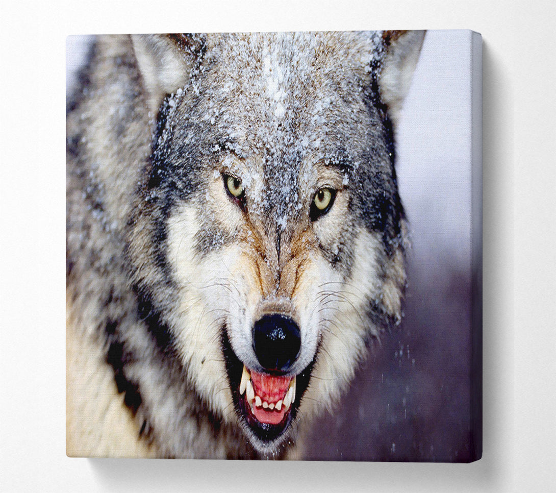  A Canvas Print of Snarling Gray Wolf Canvas Art