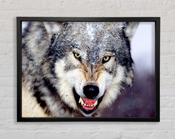 Knurrender grauer Wolf