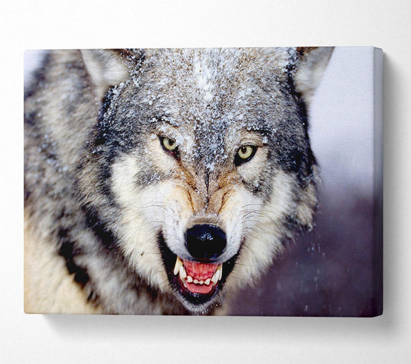  A Canvas Print of Snarling Gray Wolf Canvas Art