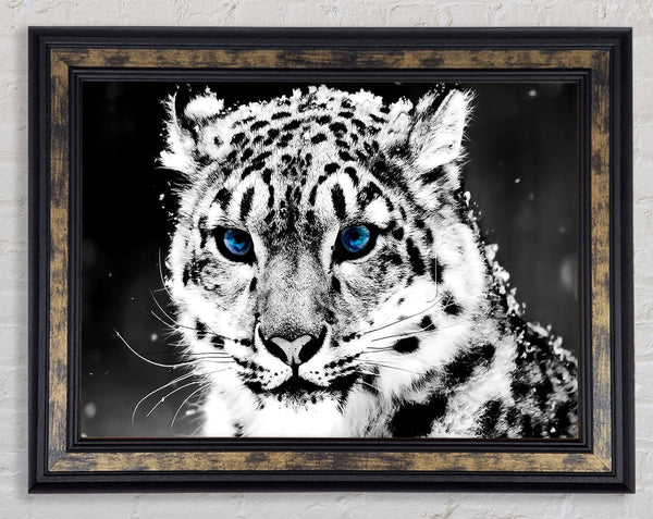 Snow Blue Eye Leopard Framed Print