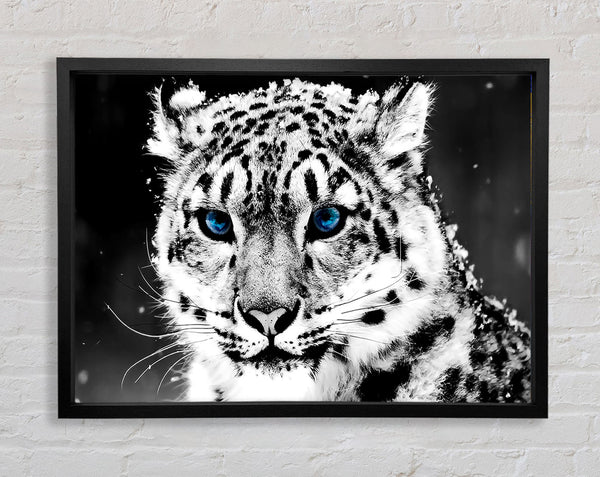 Schneeblauer Augenleopard